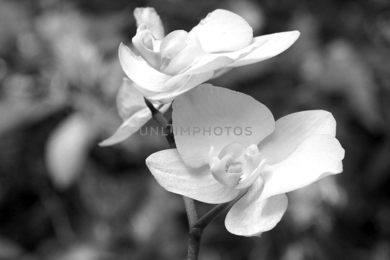 Black and white photo. Close-up of a flowering branch of an orchid