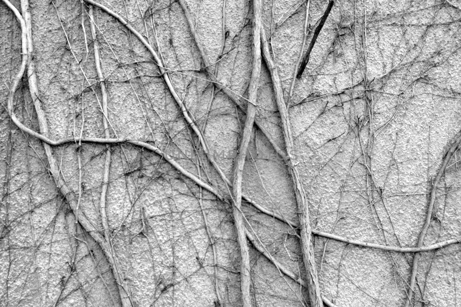 black and white photo. Branches of grapes are woven along the wall