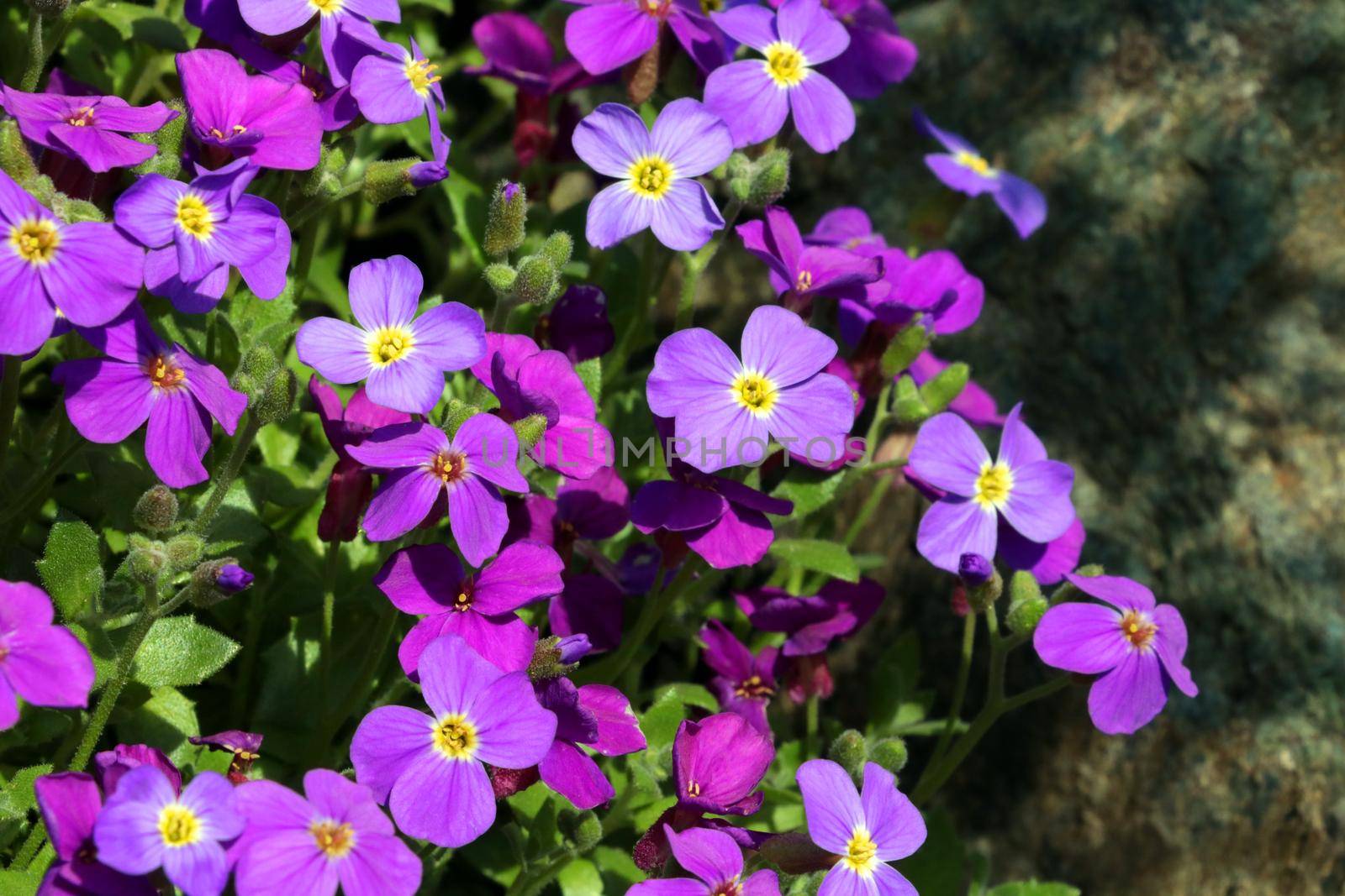 Perennial purple flowers bloom in the park in the summer