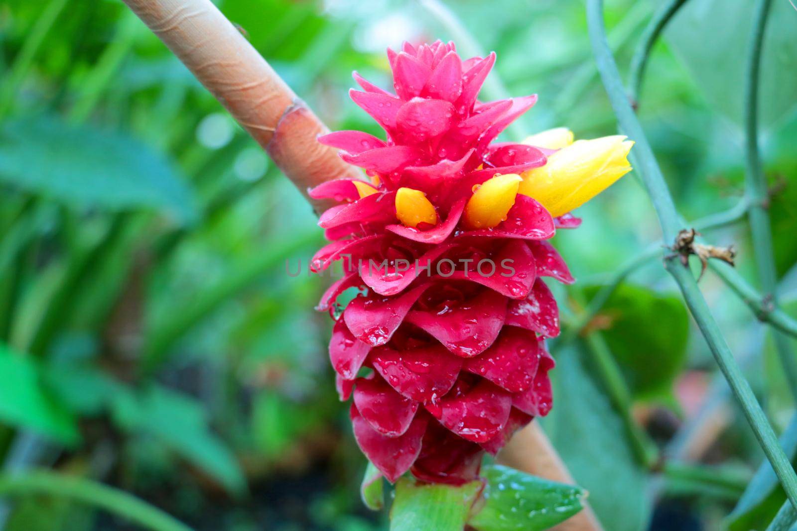 Close up on a yellow red ginger flower that grows in the garden
