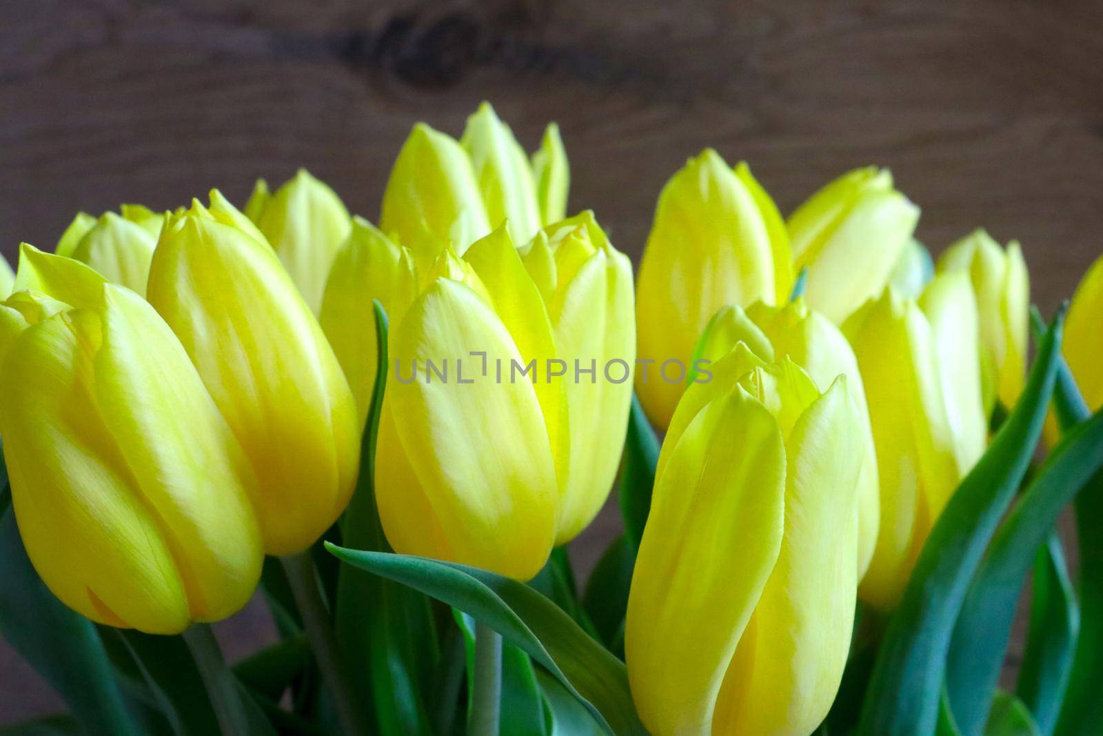 A large bouquet of fresh yellow tulips, congratulations on the holiday. by kip02kas