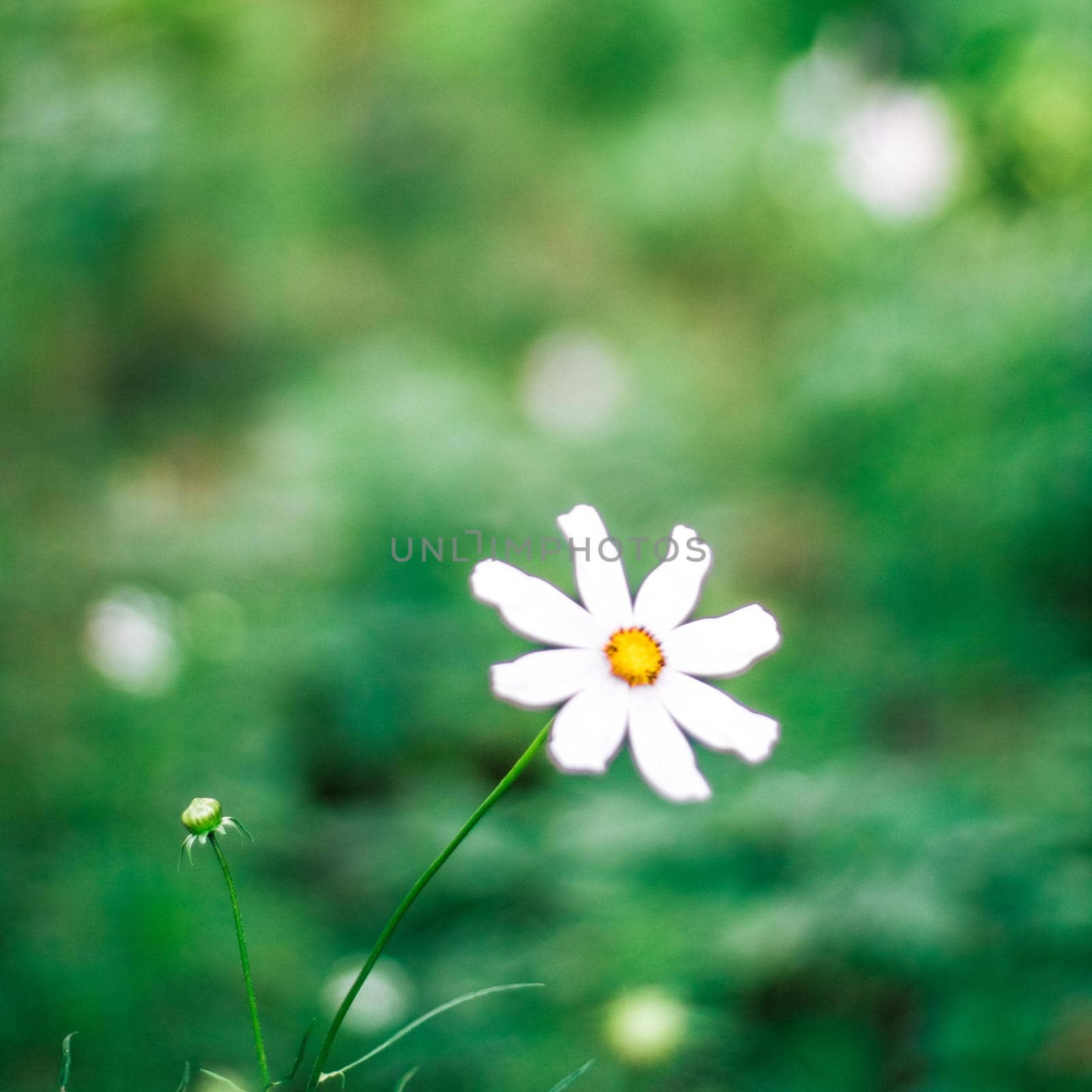 daisy garden - gardening, flowers and nature styled concept, elegant visuals