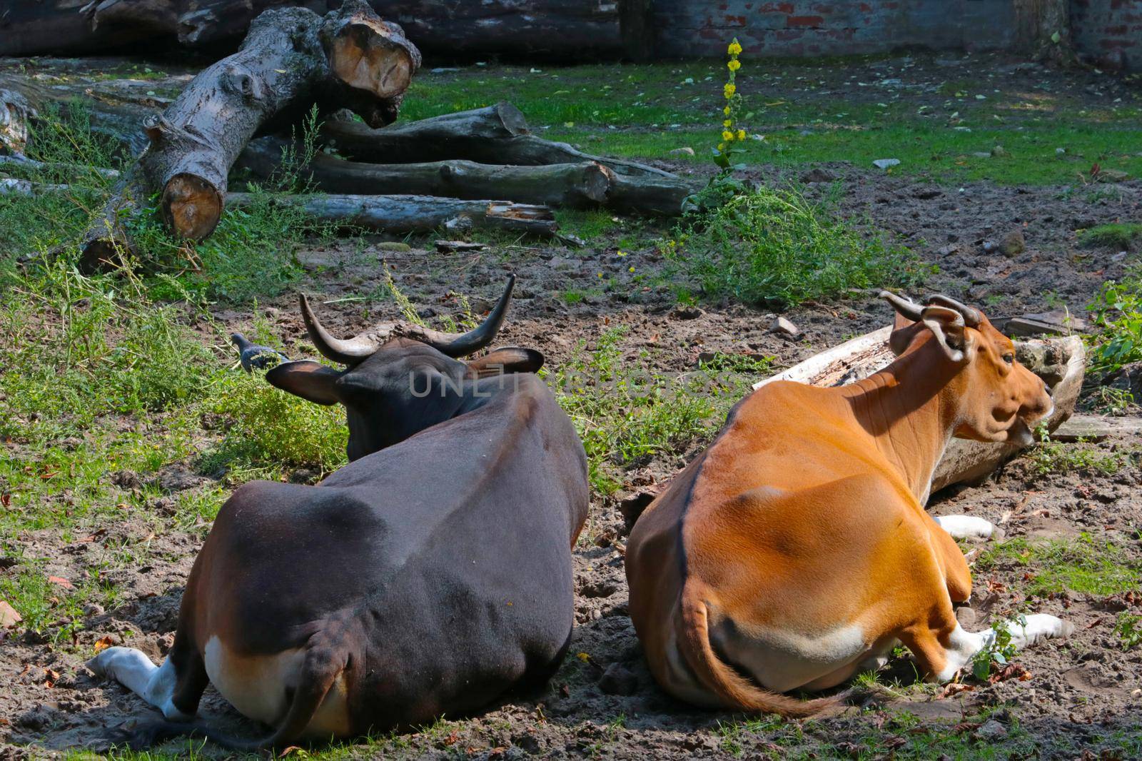 Cows lie on the ground and chew. Rural background, pets