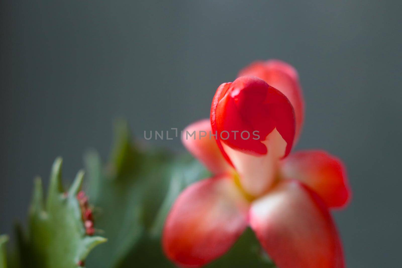 Schlumbergera, the Christmas cactus is a cute succulent plant that blooms in autumn or winter