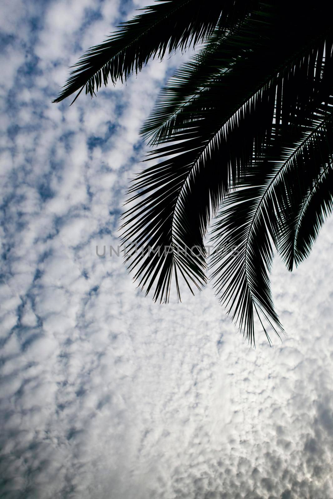 Palm tree and cloudy sky by jacques_palut