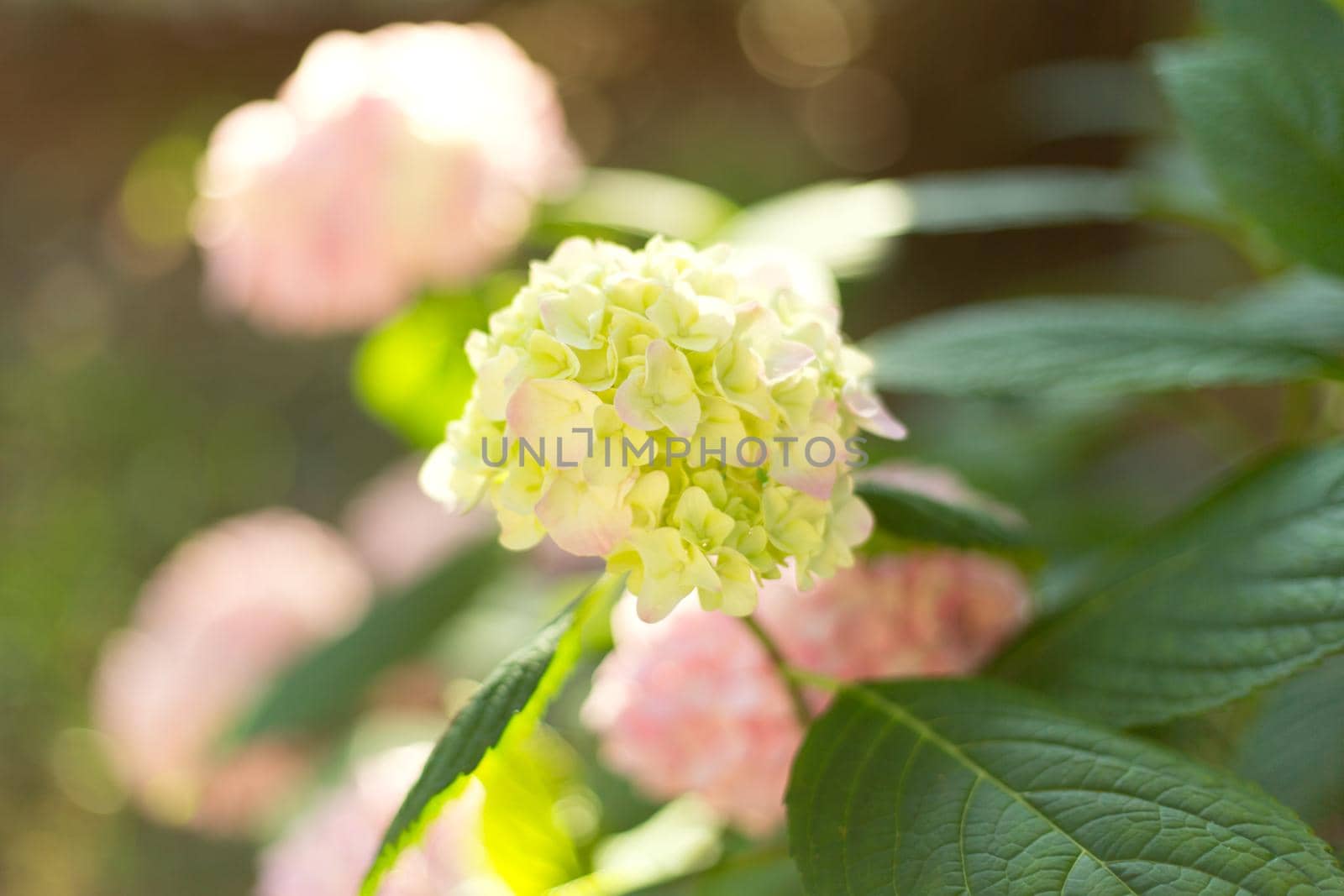 Close up light green and pink hortensia fresh flowers blur background