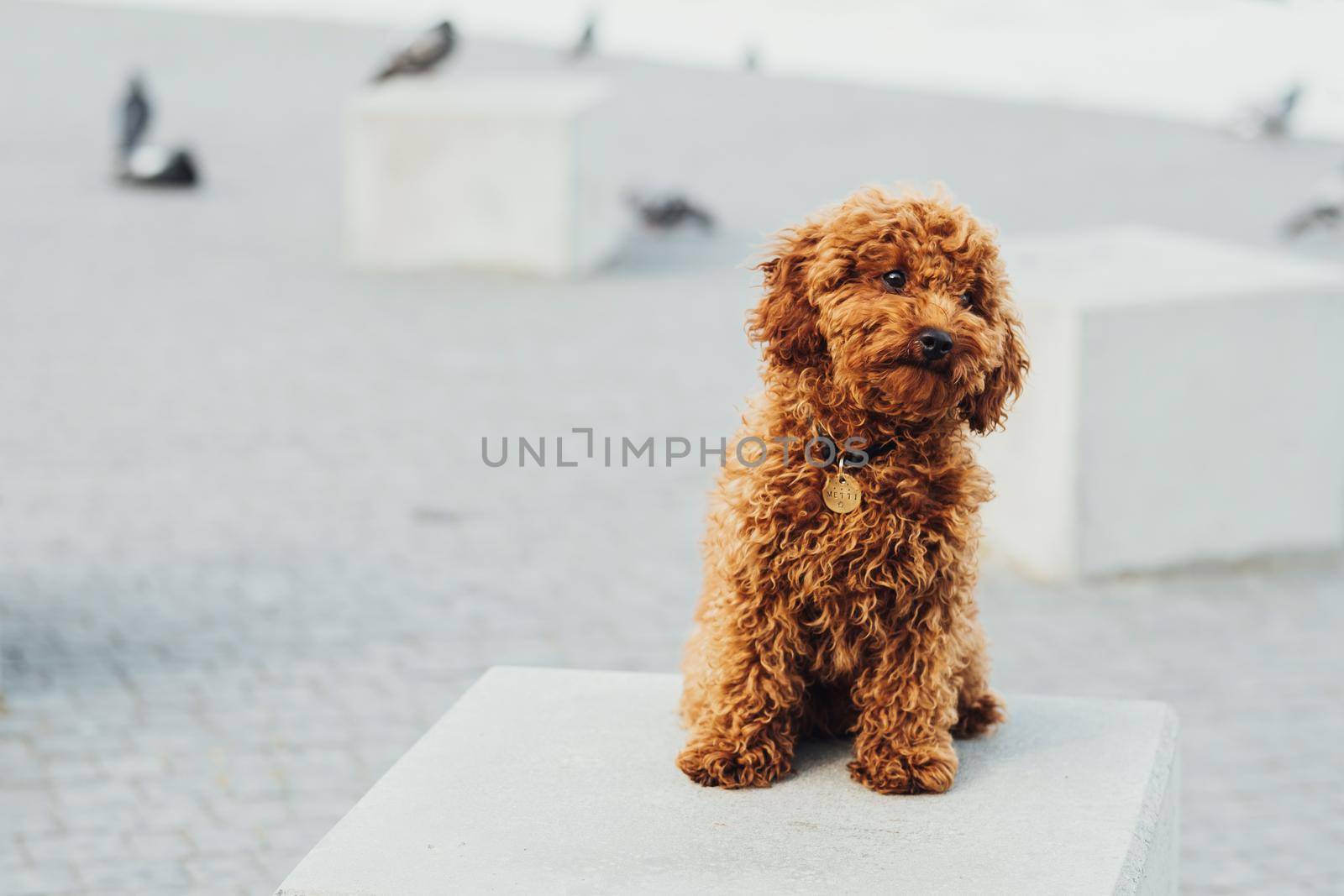 Toy Poodle Breed Called Metti Sitting on Stone Cube Outdoors, Portrait of Redhead Small Dog