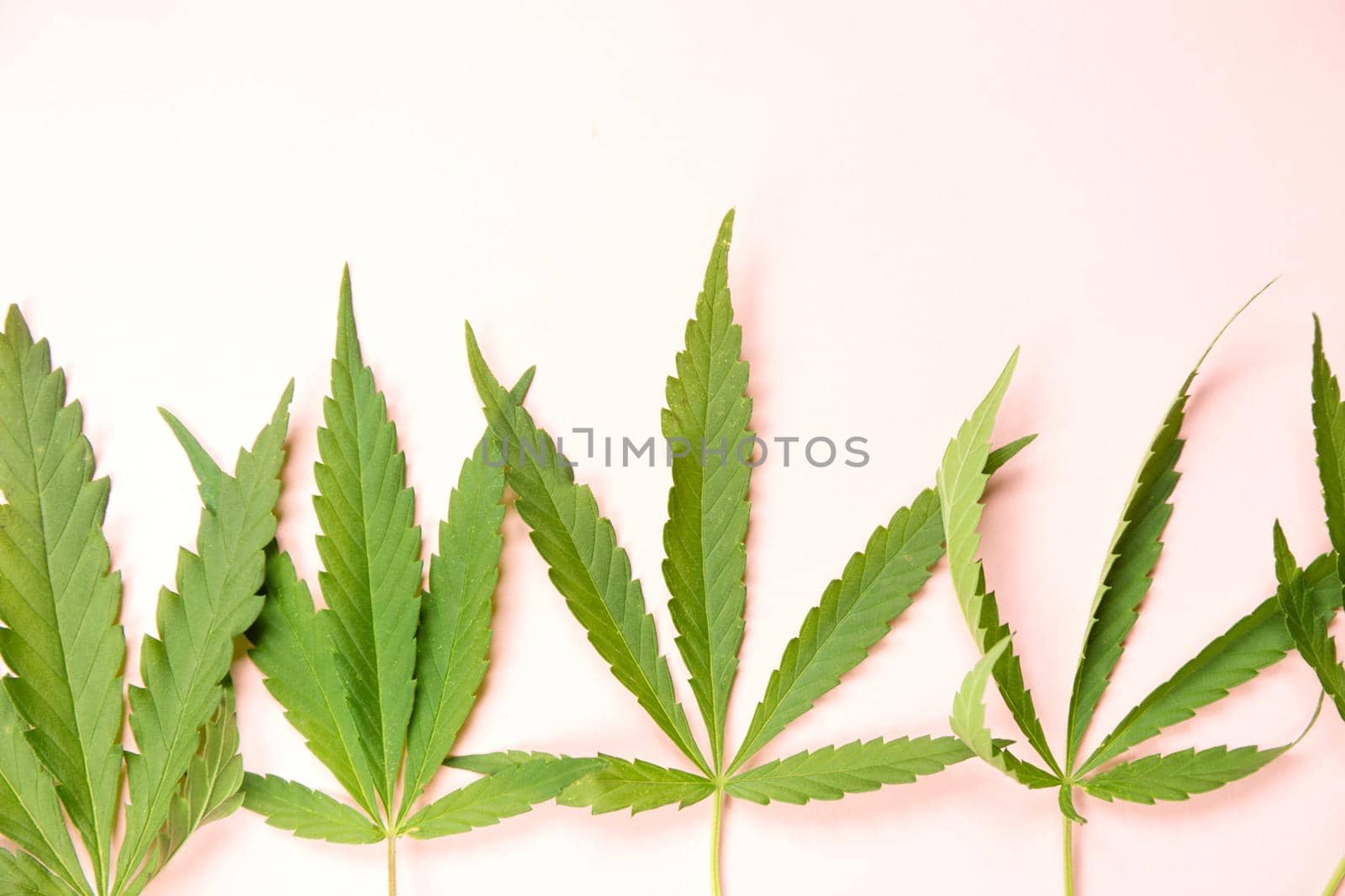 Close up fresh cannabis leaves on light pink paper background.