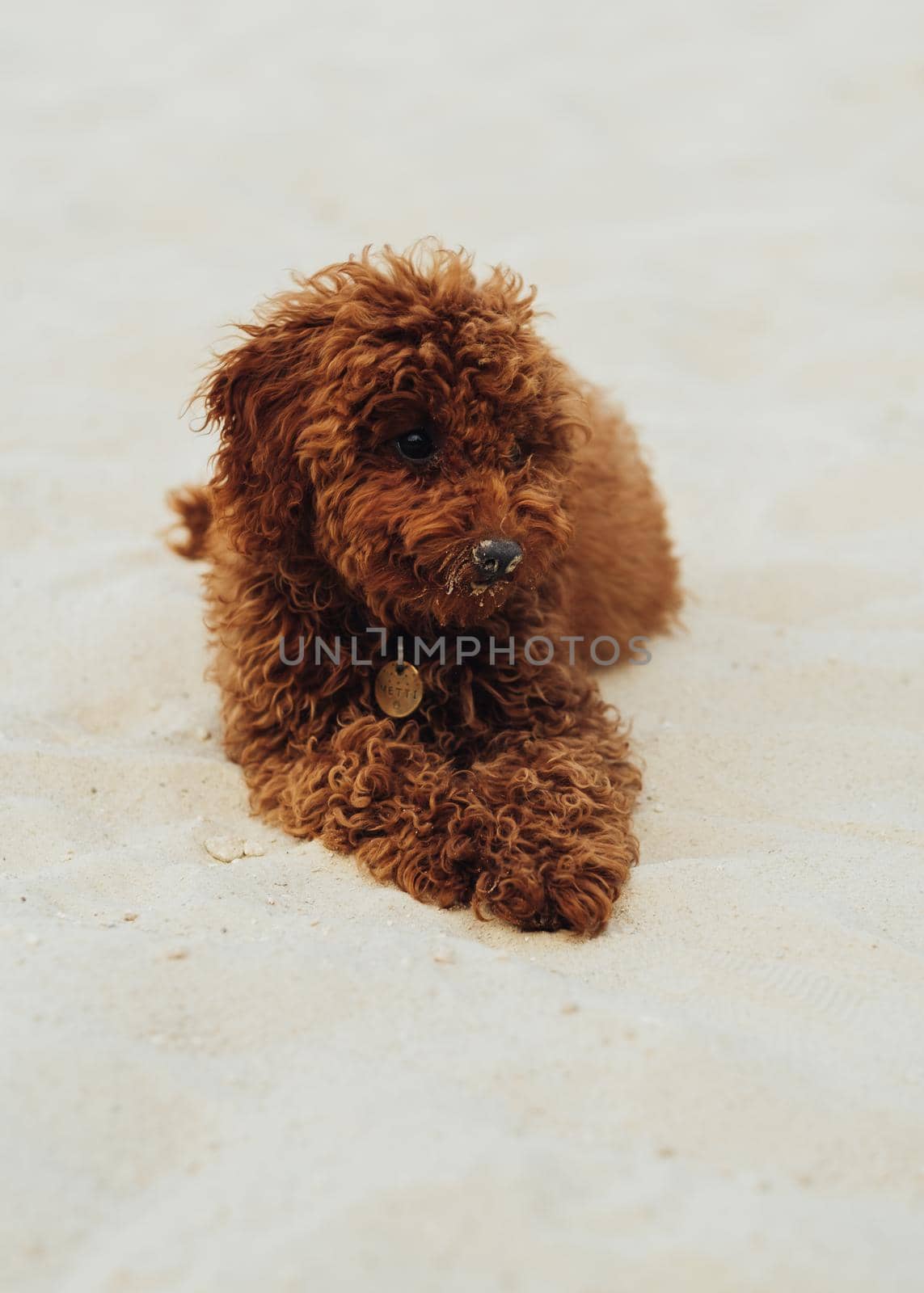 Beautiful Redhead Dog, Toy Poodle Breed Called Metti Laying on Sand Outdoors