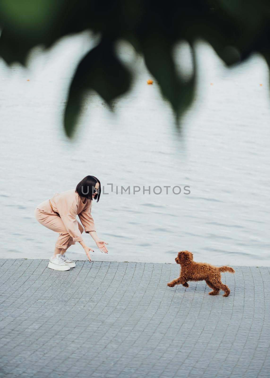 Redhead dog breed toy poodle walking with woman outdoors, female owner of little four paws pet by Romvy