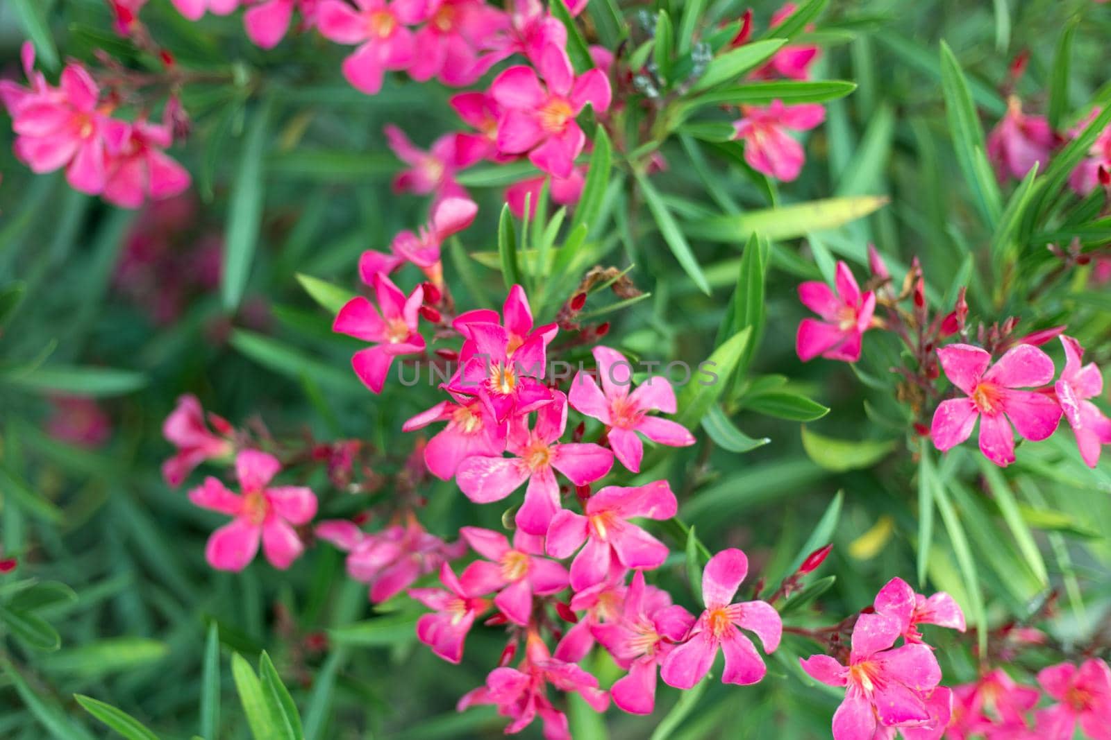 Beautiful vivid pink oleander flowers on blur green leaves background.