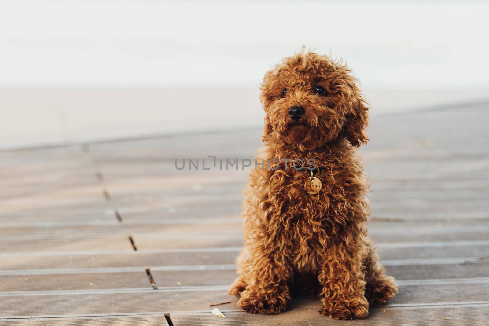 Portrait of Small Redhead Dog, Toy Poodle Breed Called Metti Sitting Outdoors, Copy Space
