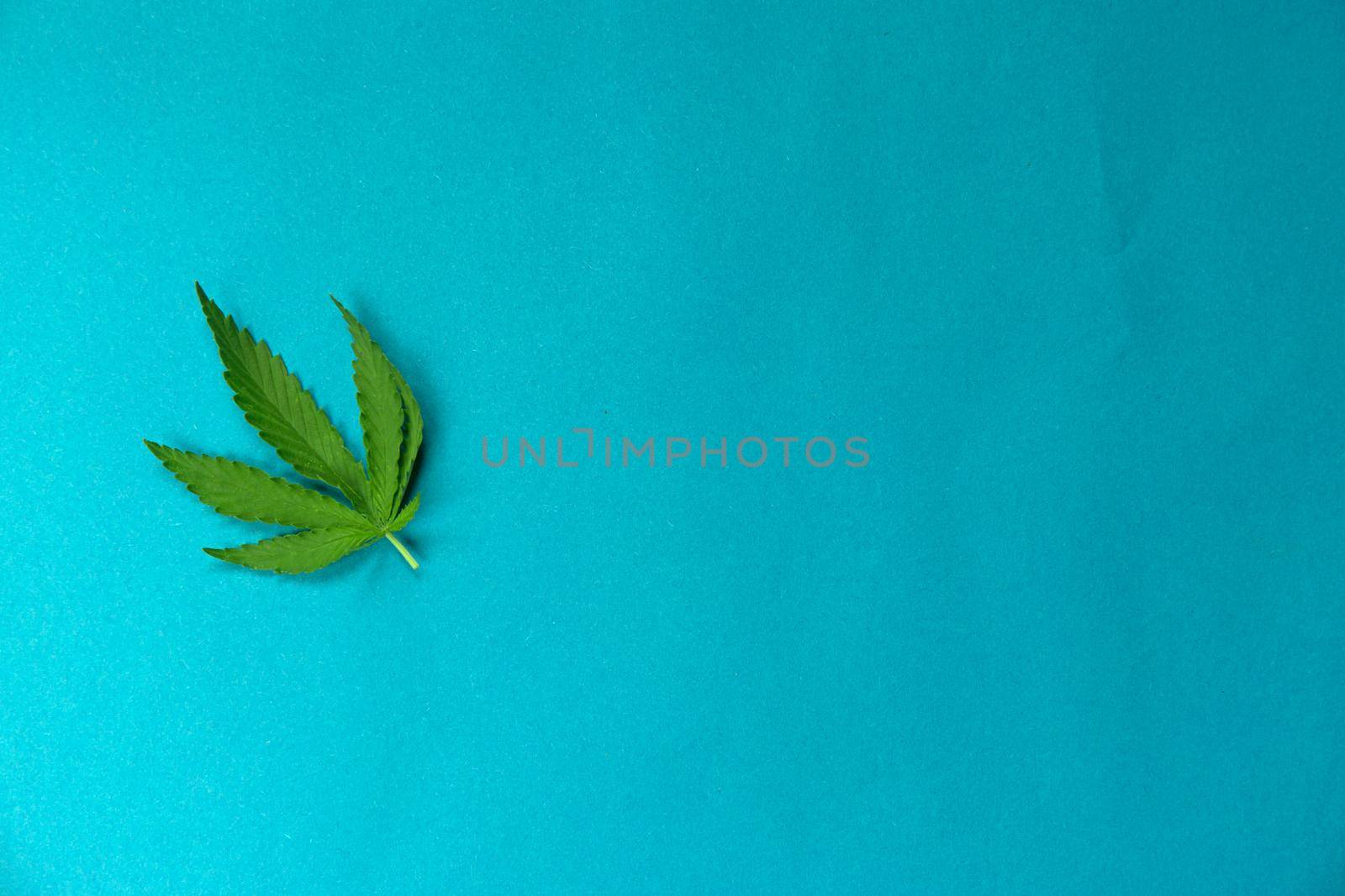 Close up fresh cannabis leaf on a blue background.