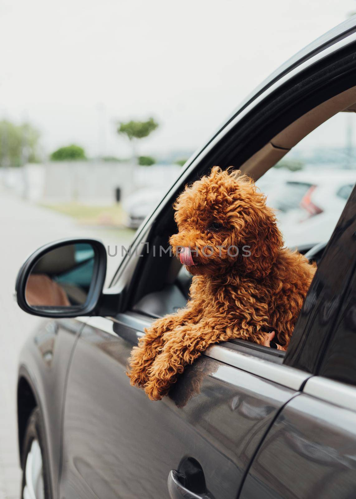 Dog breed toy poodle looking out from the car window, beautiful little redhead puppy sitting inside automobile by Romvy