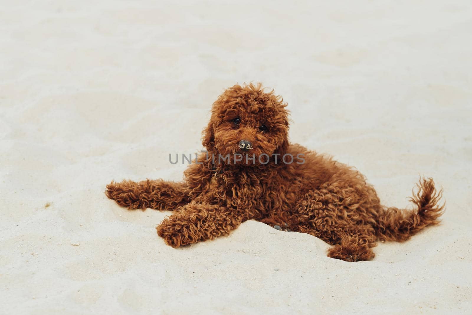 Beautiful Redhead Dog, Toy Poodle Breed Laying on the Sand Outdoors by Romvy