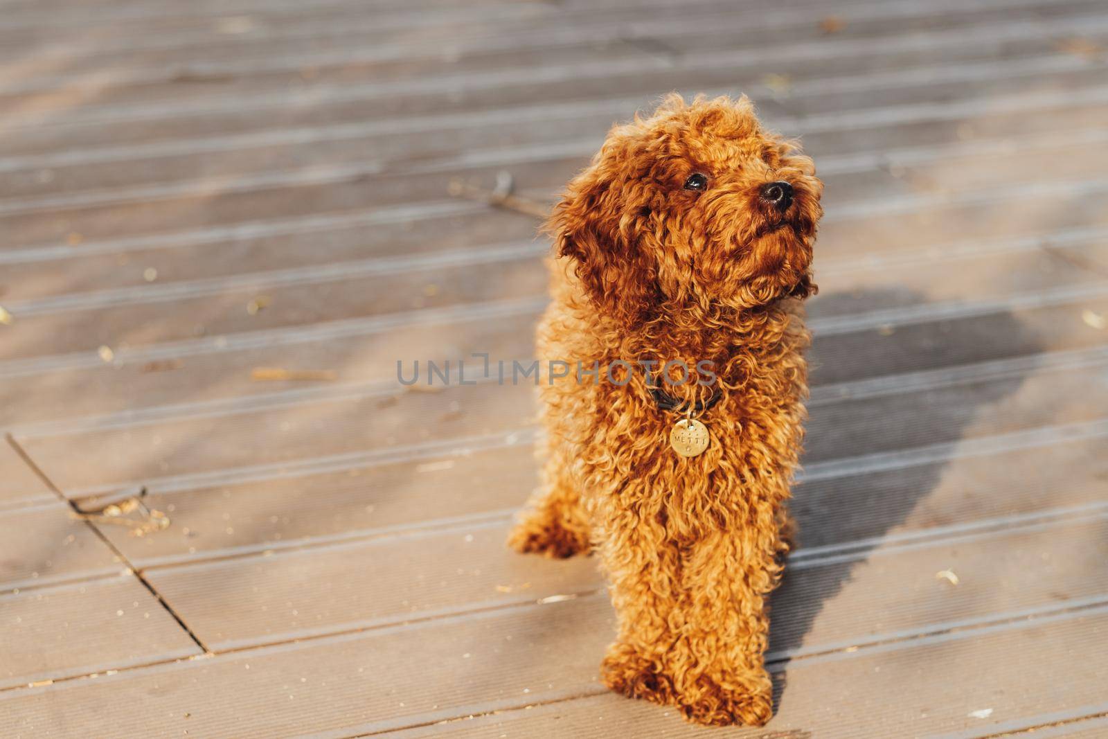Toy Poodle Breed Called Metti Walking Outdoors, Portrait of Small Redhead Dog, Copy Space