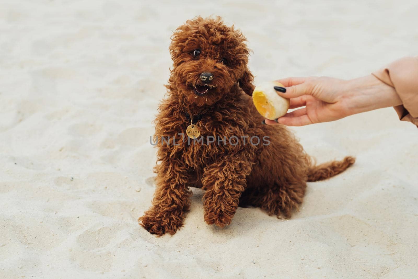 Playful Small Redhead Dog Playing Outdoors, Breed Toy Poodle Called Metti Having Fun with Owner by Romvy