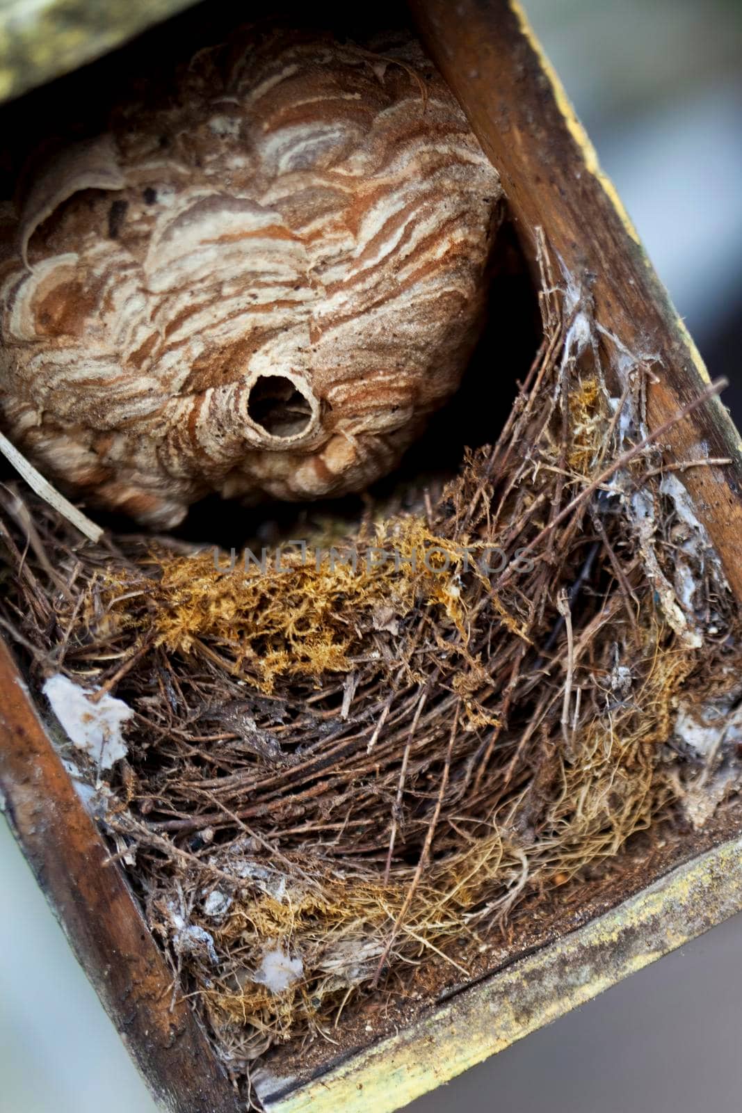 Dried grass and hornet's nest in a small wooden hut