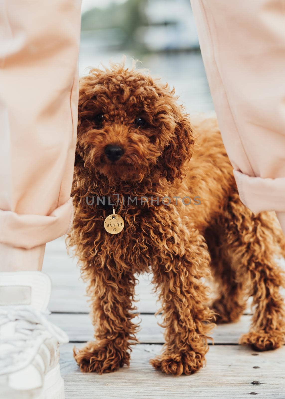Cute little toy poodle called Metti is hiding behind owner's legs