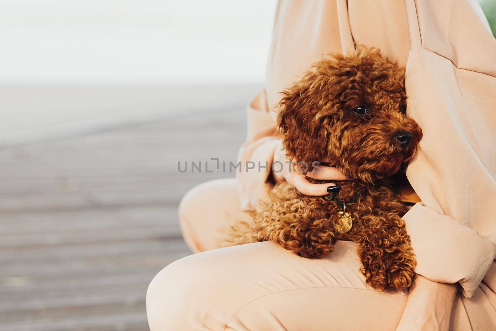 Beautiful redhead dog toy poodle sitting on woman hands outdoors