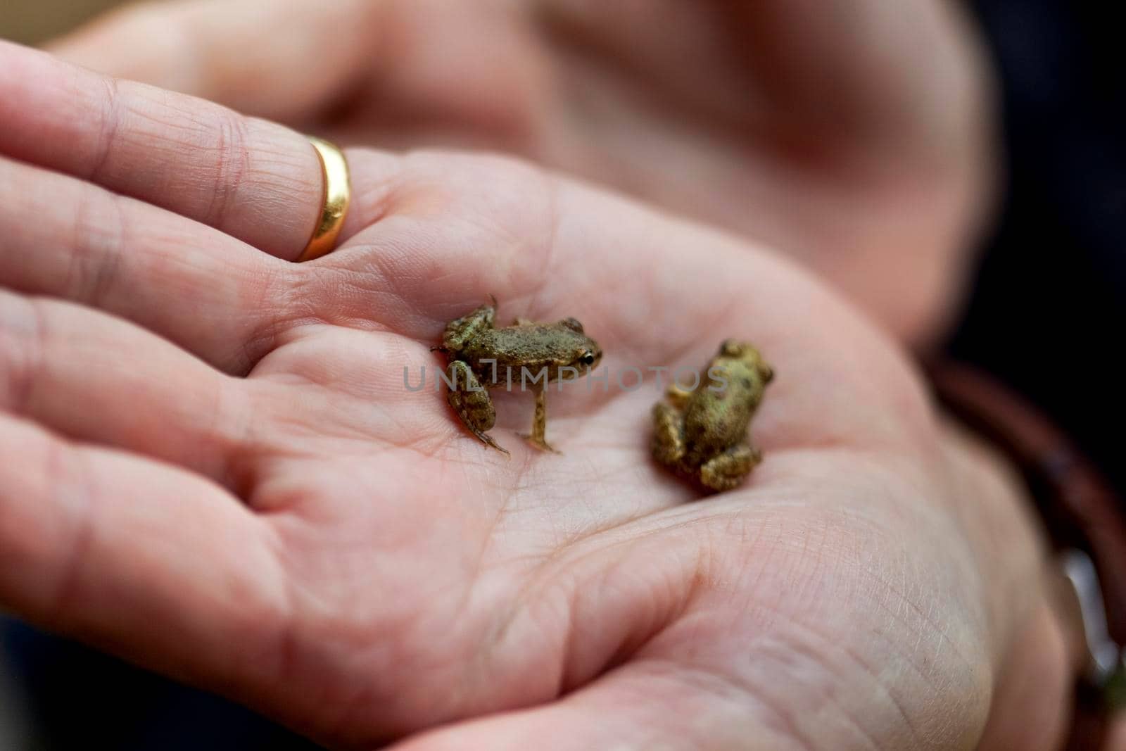 Close up of two frogs meeting in a hand