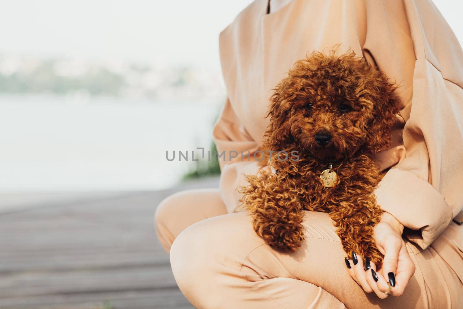 Beautiful redhead dog breed toy poodle sitting on woman hands outdoors by Romvy