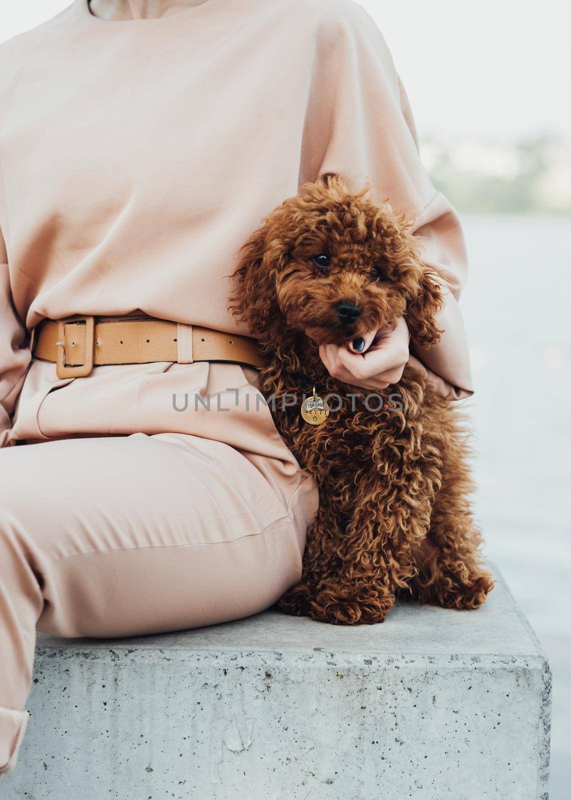 Redhead dog toy poodle sitting outdoors with woman