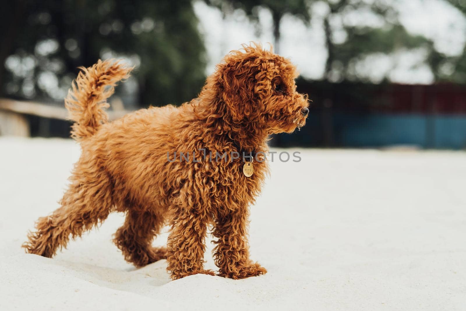 Portrait of Toy Poodle Breed Called Metti Outdoors, Beautiful Redhead Dog Standing on Sand