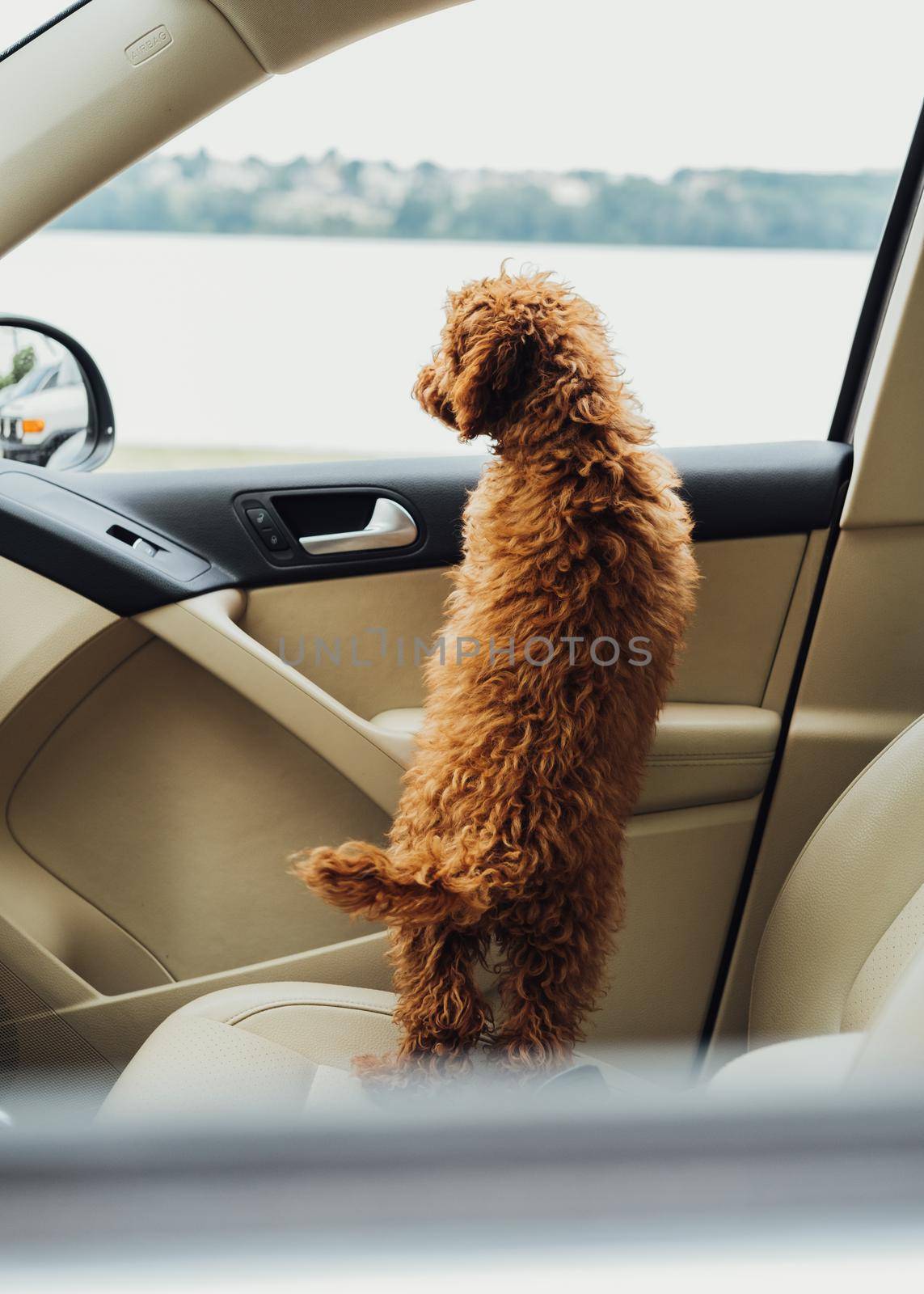 Dog breed toy poodle looking out from the car window, beautiful little redhead puppy sitting inside automobile by Romvy