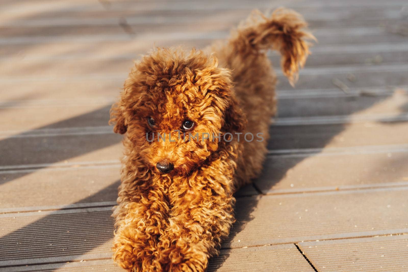 Cute redhead dog breed toy poodle laying on ground outdoors and looking into camera with small eyes