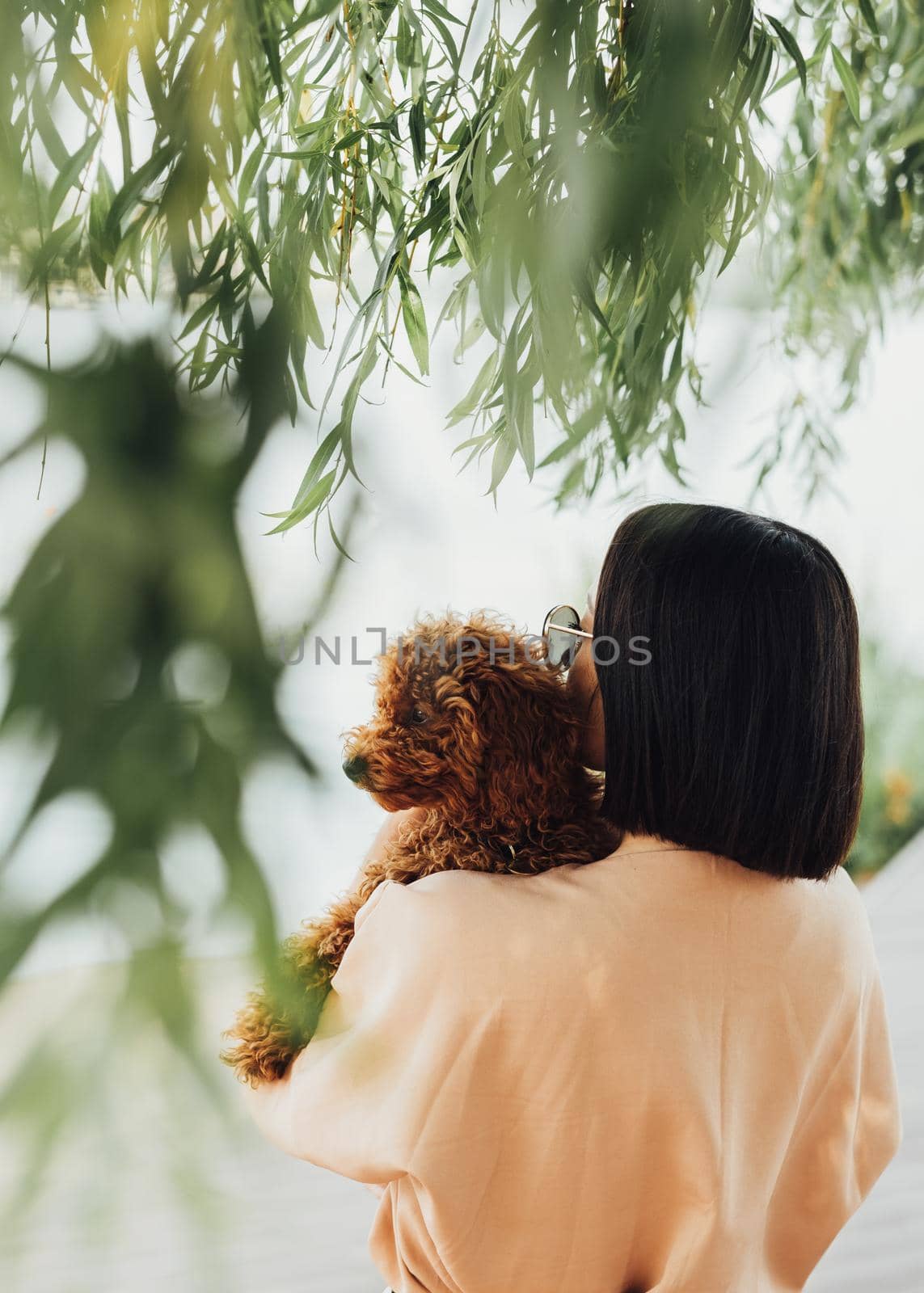 Young brunette woman holding on hands and hugging her little redhead dog breed toy poodle by Romvy