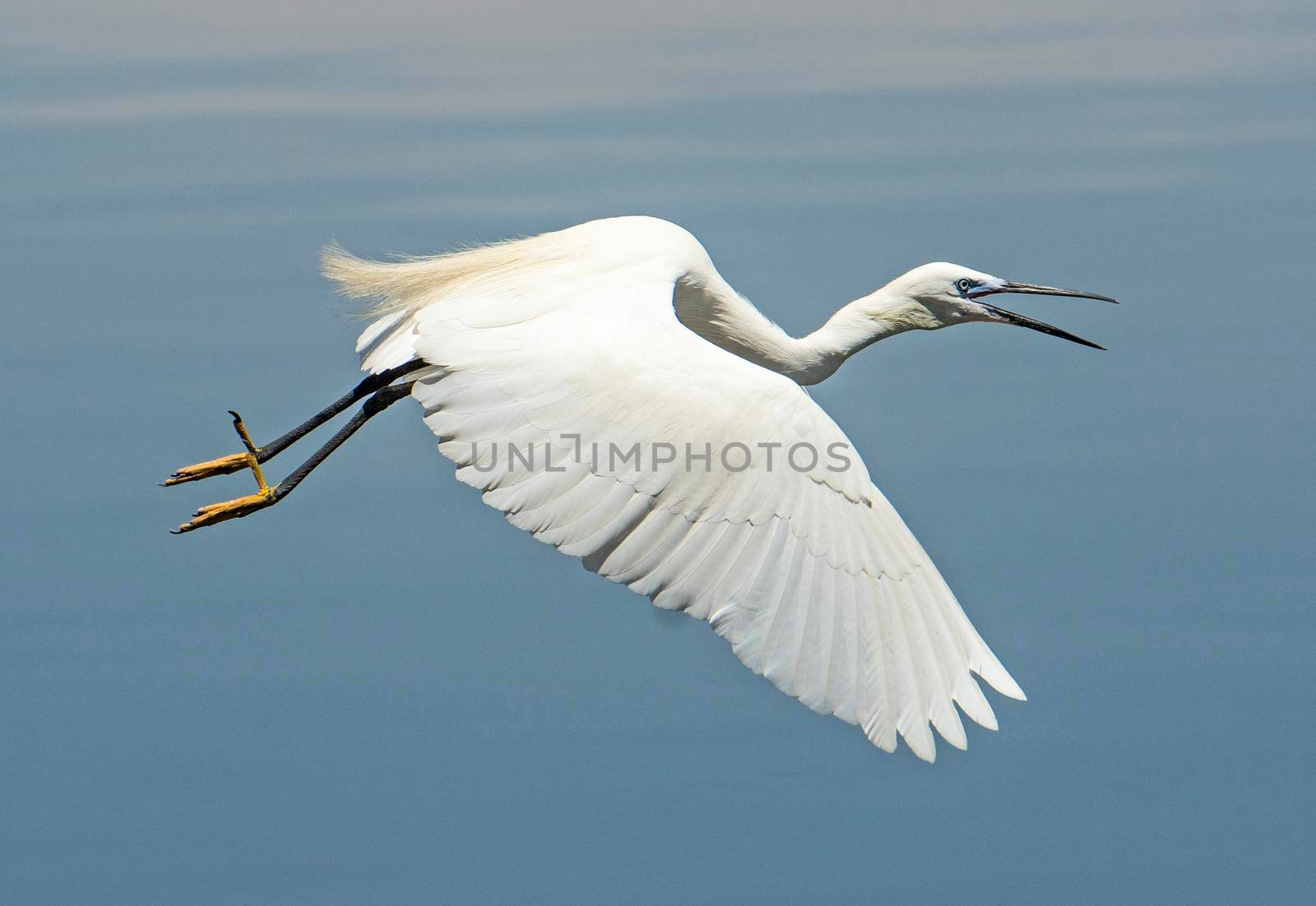 Great egret in flight over river water by paulvinten