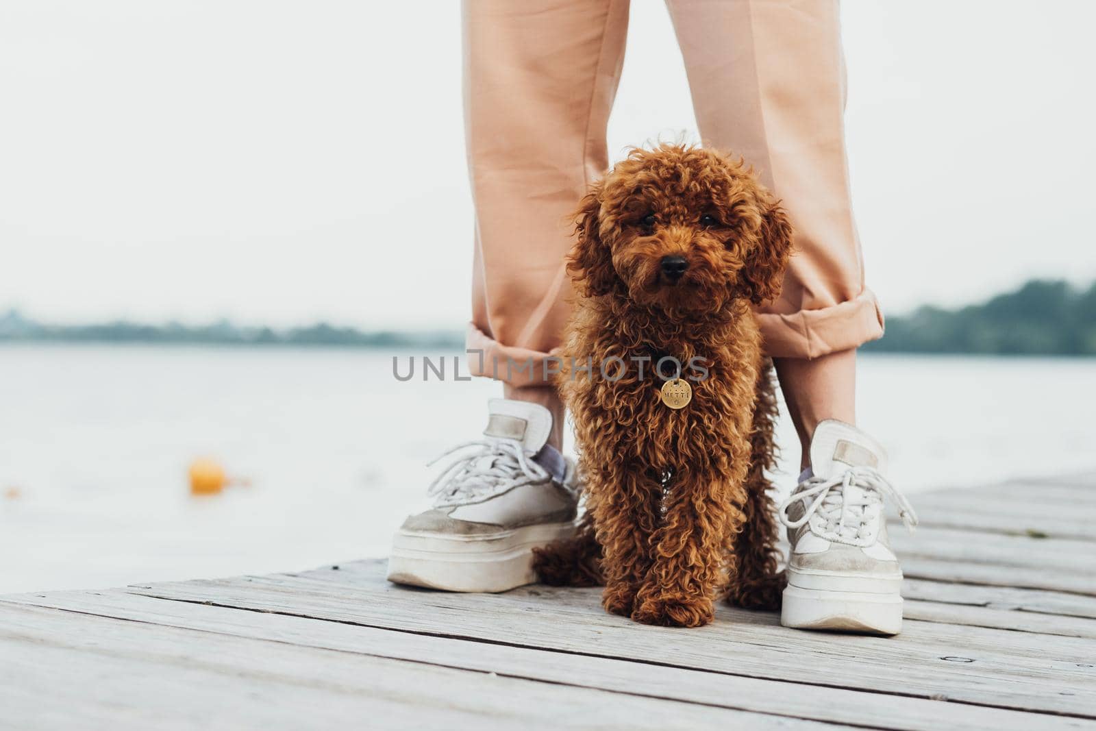 Cute little toy poodle called Metti standing on pier next to owner's legs