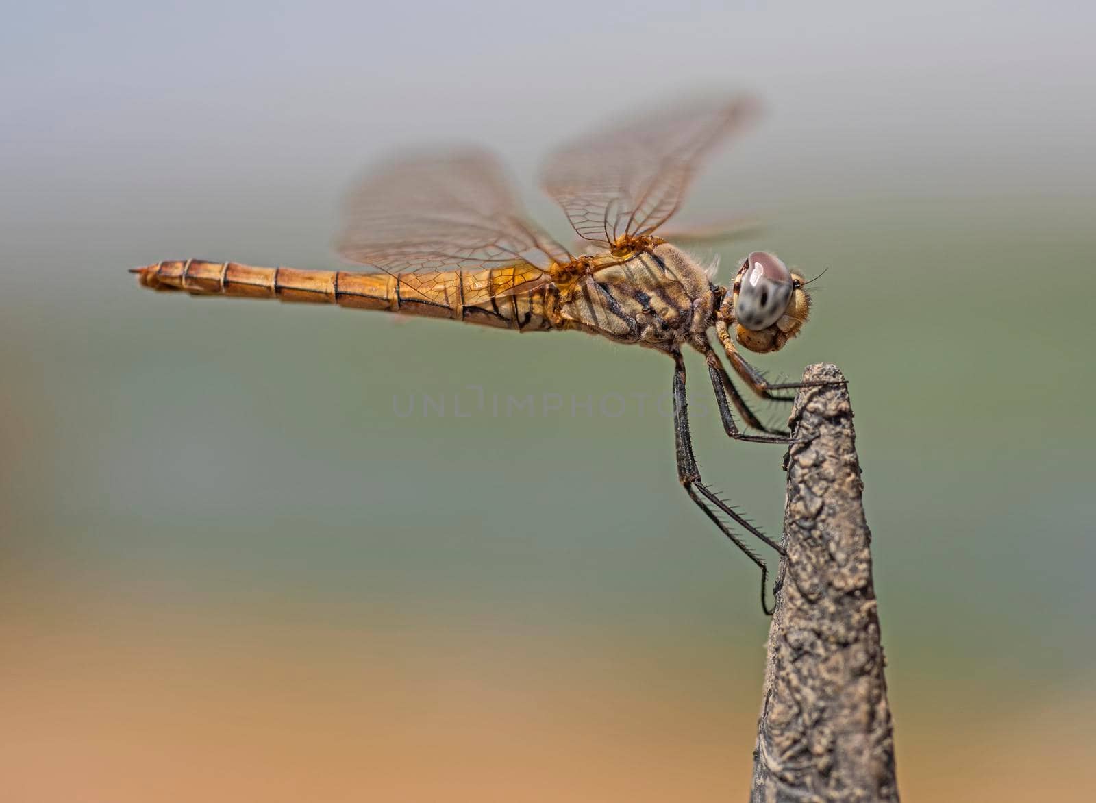 Closeup detail of wandering glider dragonfly on metal post by paulvinten