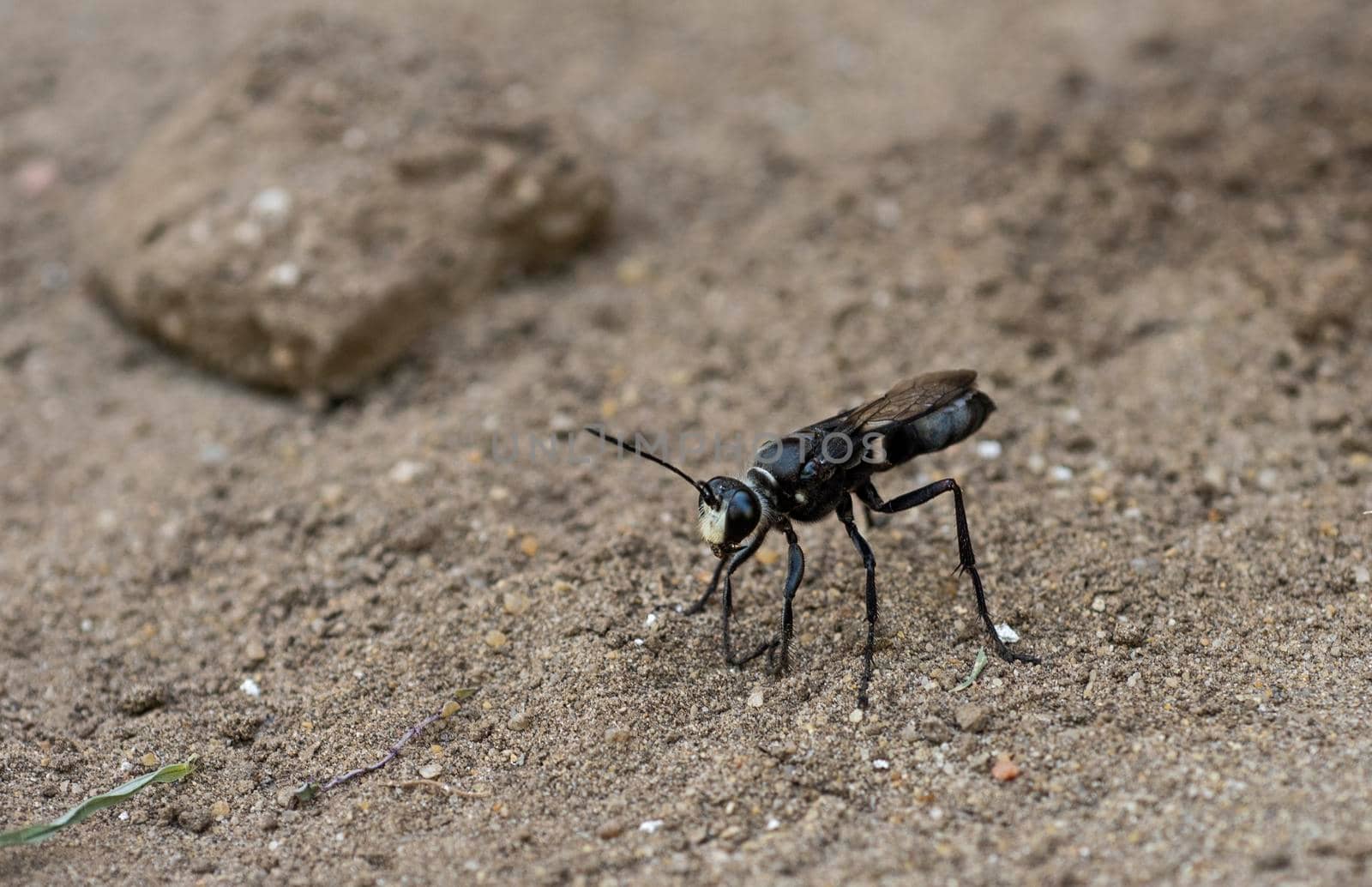 Closeup detail of sand wasp on ground in garden by paulvinten