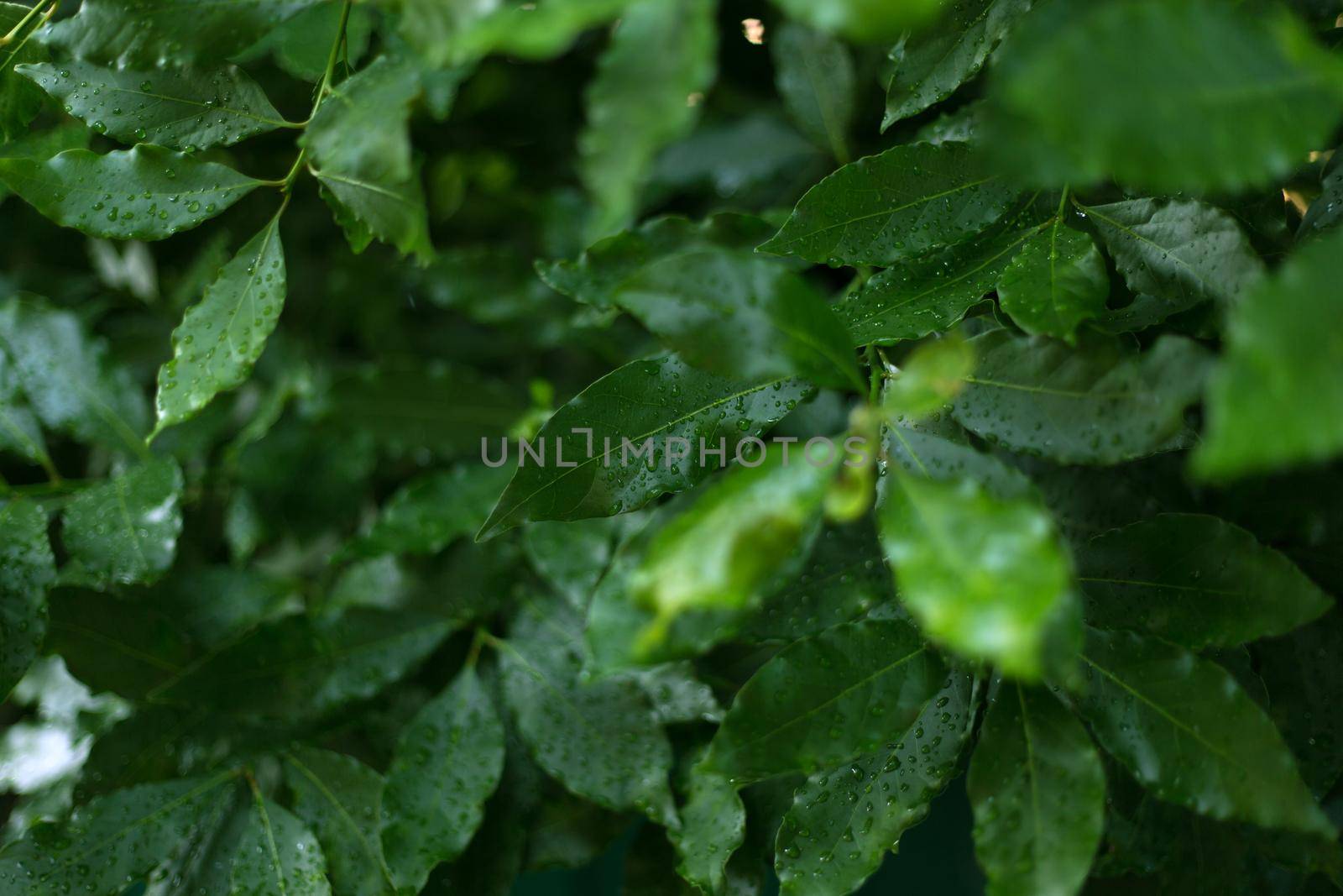 Fresh bay feaves background. Close up laurel tree branches