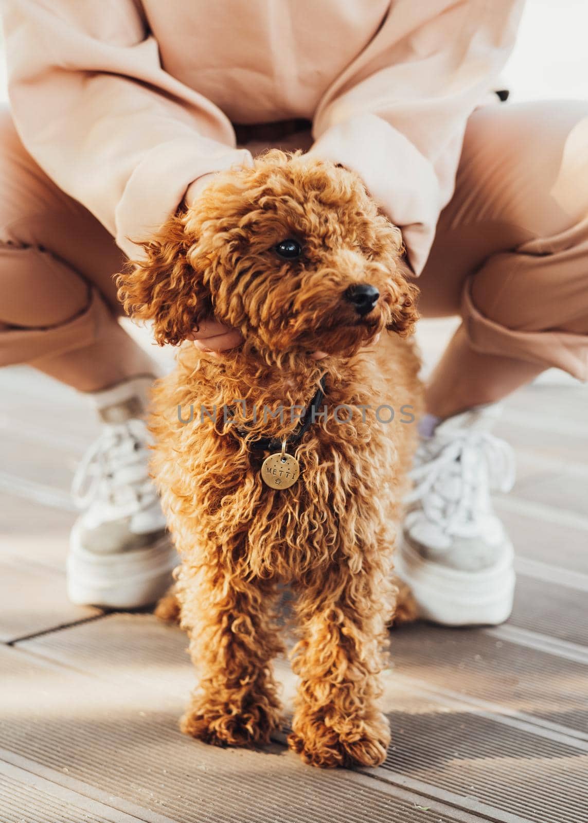 Beautiful redhead dog breed toy poodle called Metti with owner outdoors