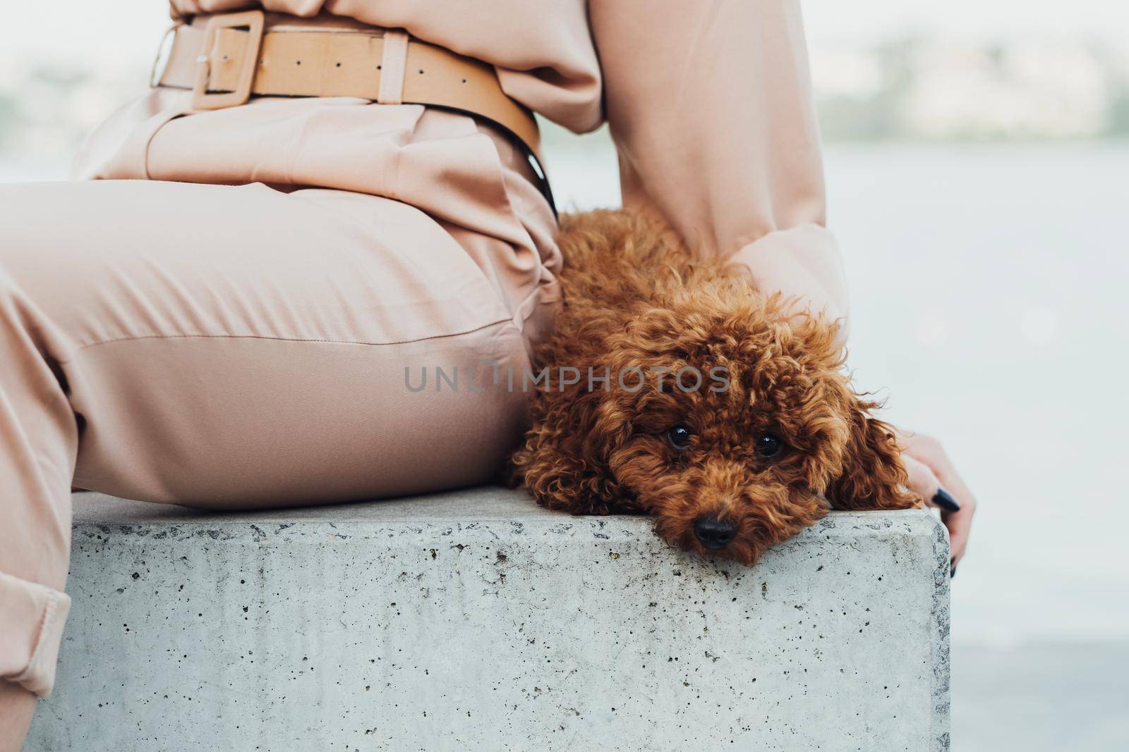 Redhead dog breed toy poodle sitting outdoors with woman by Romvy