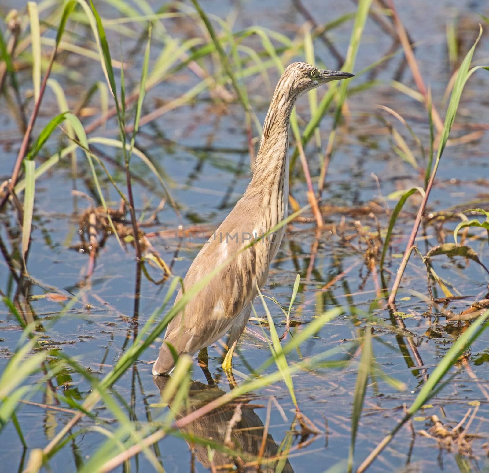 Squacco heron stood in grass reeds by river bank by paulvinten