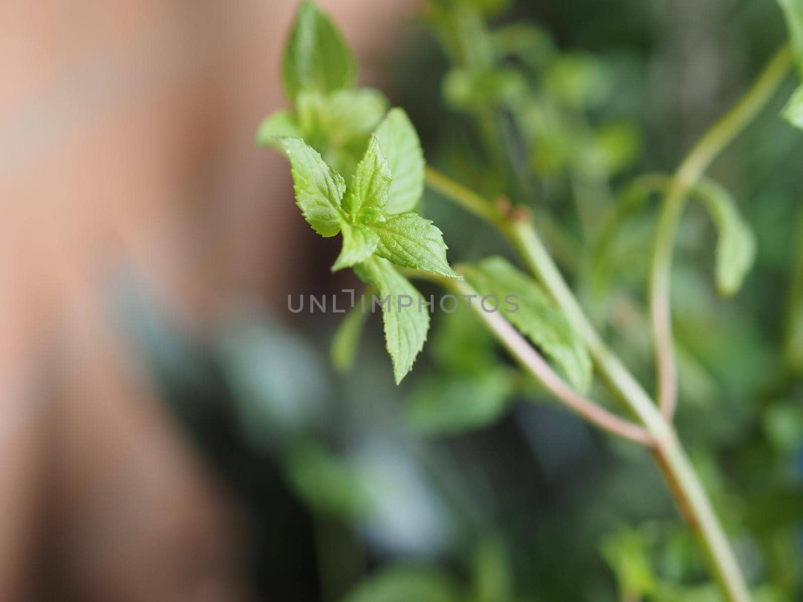 peppermint plant scient. name Mentha piperita selective focus by claudiodivizia