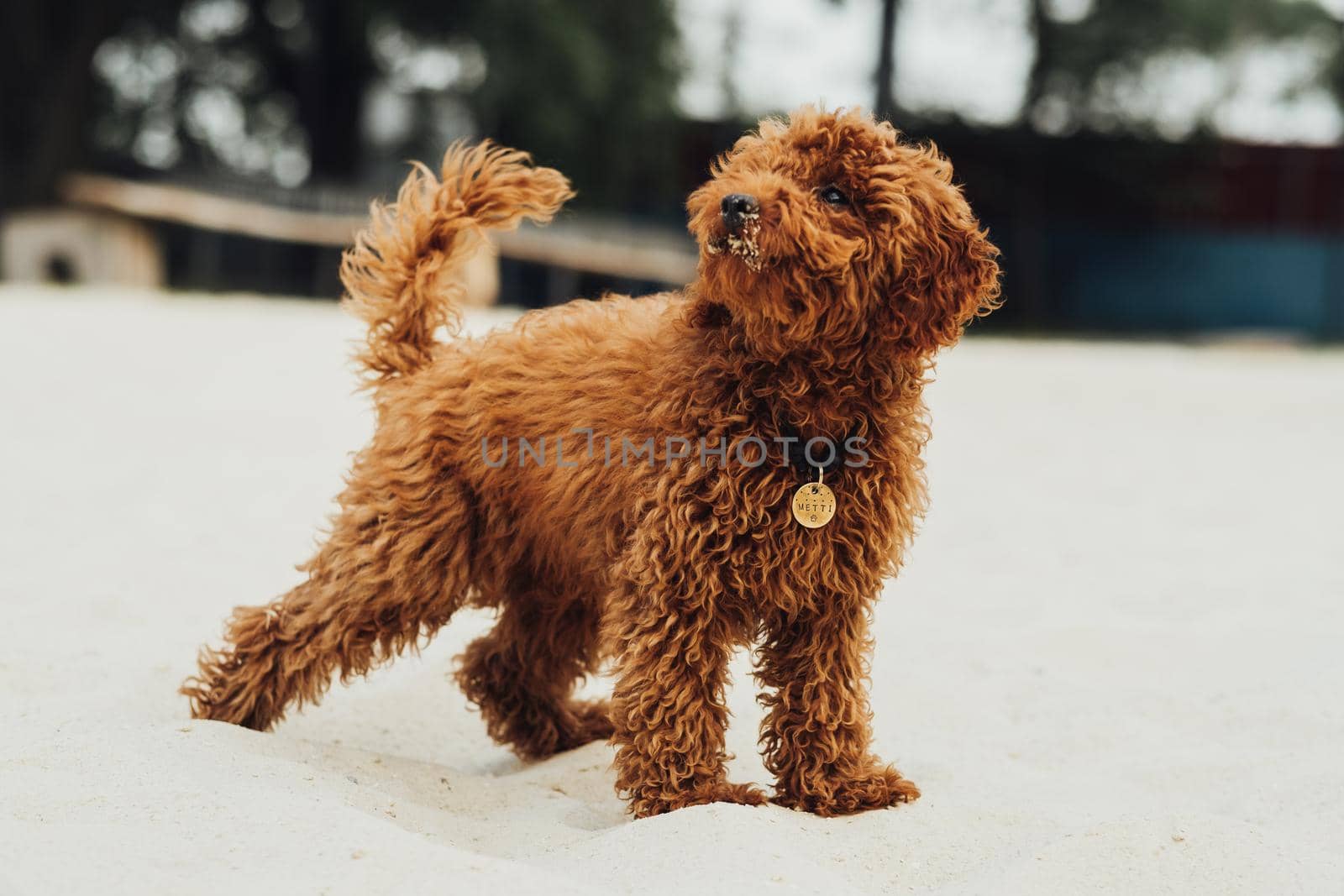 Portrait of Beautiful Redhead Dog, Toy Poodle Breed Called Metti Standing Outdoors on Sand by Romvy