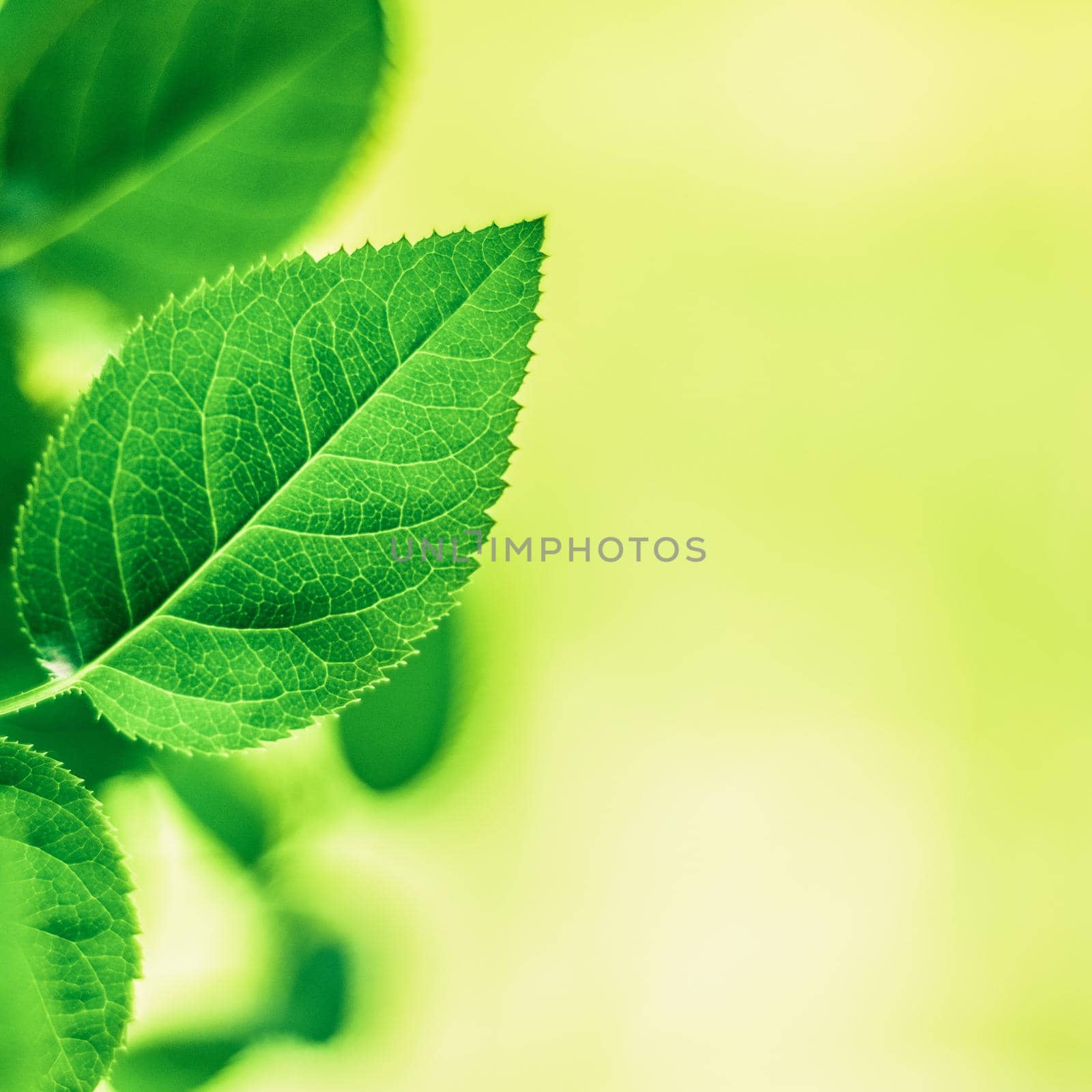 green leaves - nature backgrounds and springtime styled concept