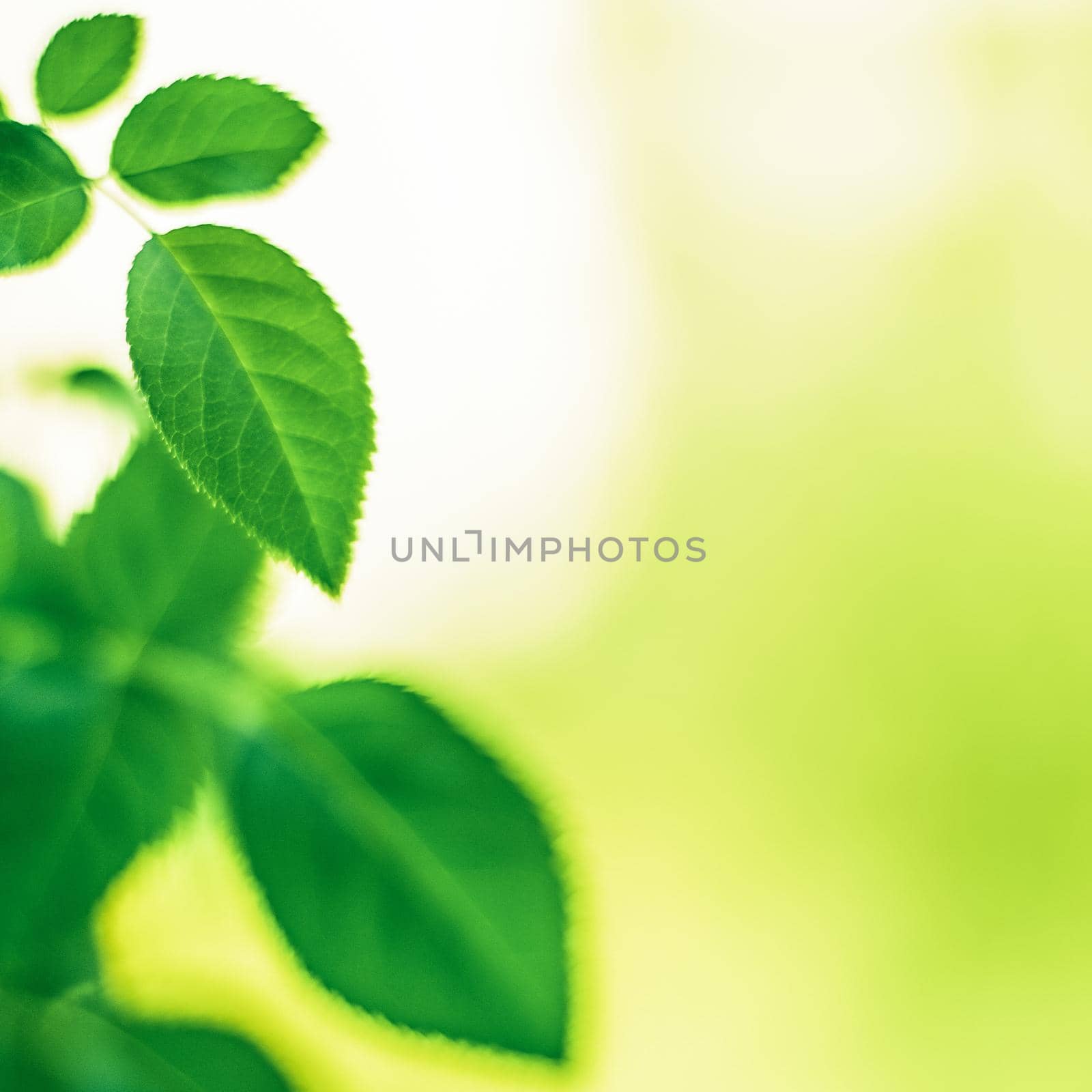 green leaves - nature backgrounds and springtime concept by Anneleven