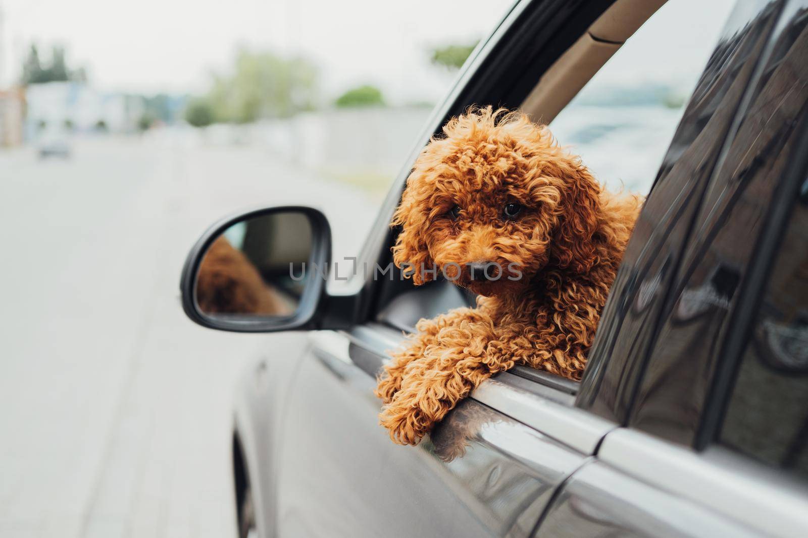 Dog breed toy poodle looking out from car window, beautiful little redhead puppy sitting inside automobile