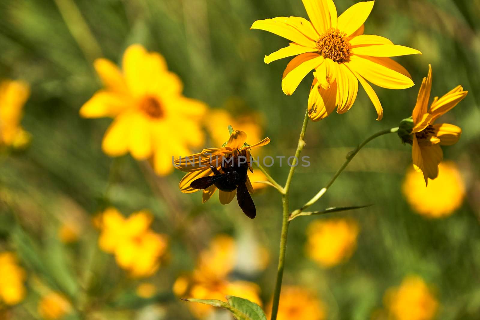 Large bee pollinating on a yellow daisy . by raul_ruiz