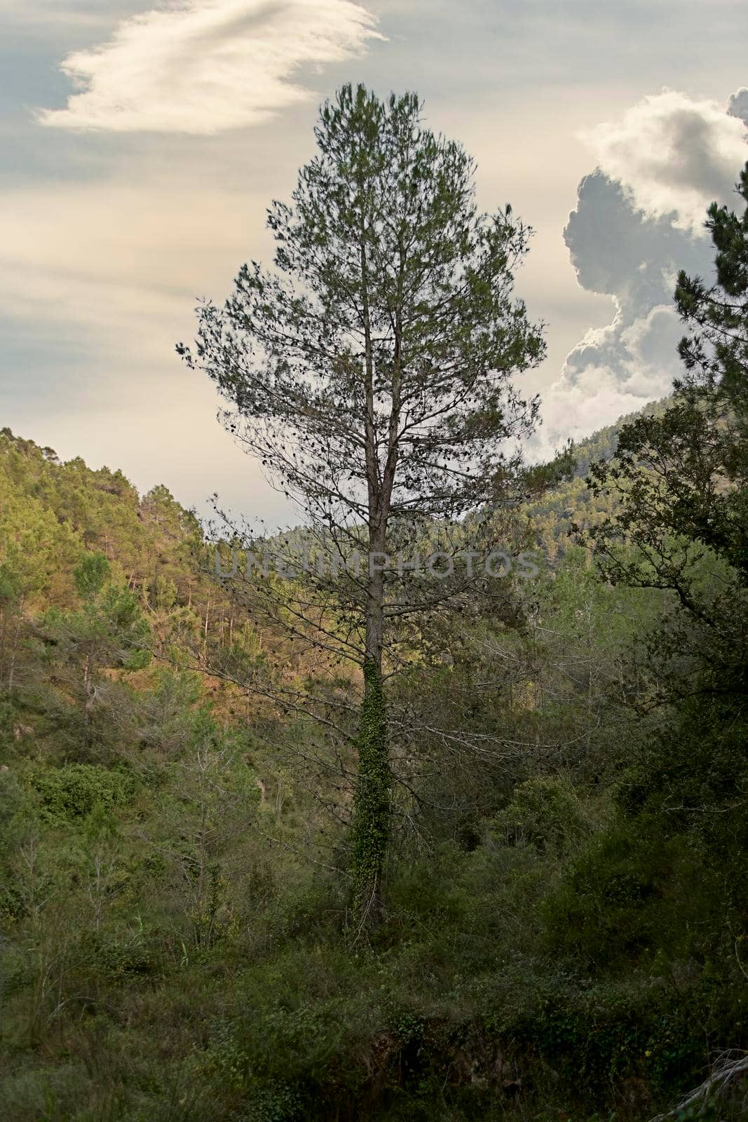 Large pine tree among the vegetation on a cloudy day. green colours, old pine, and mossy, vertical