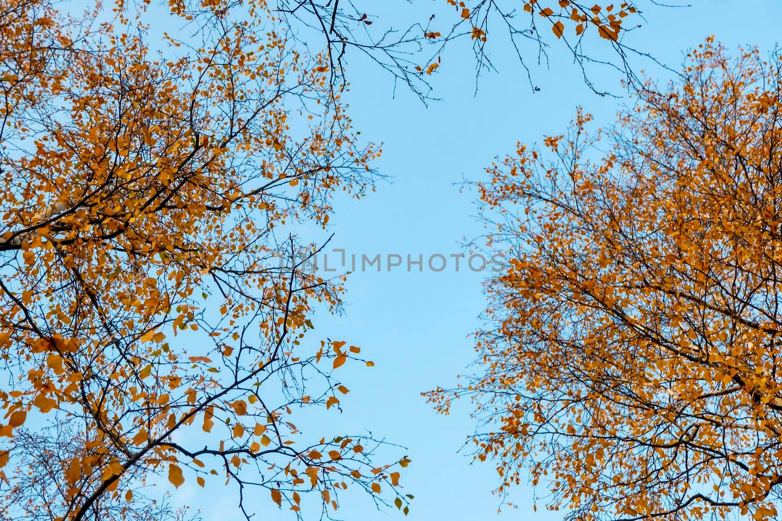 Autumn concept, birch forest. Beautiful natural bottom view of the trunks and tops of birches with golden bright autumn foliage against a blue sky. High quality photo