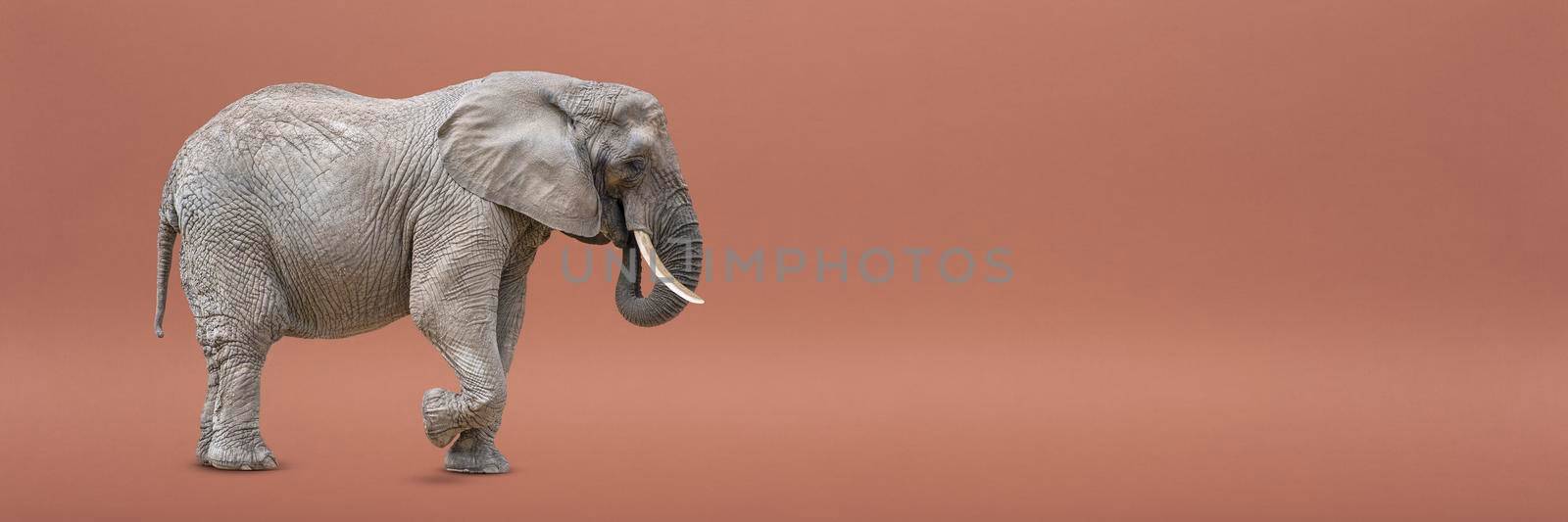 Walking elephant isolated. African elephant isolated on a uniform background. Photo of an elephant close-up, side view