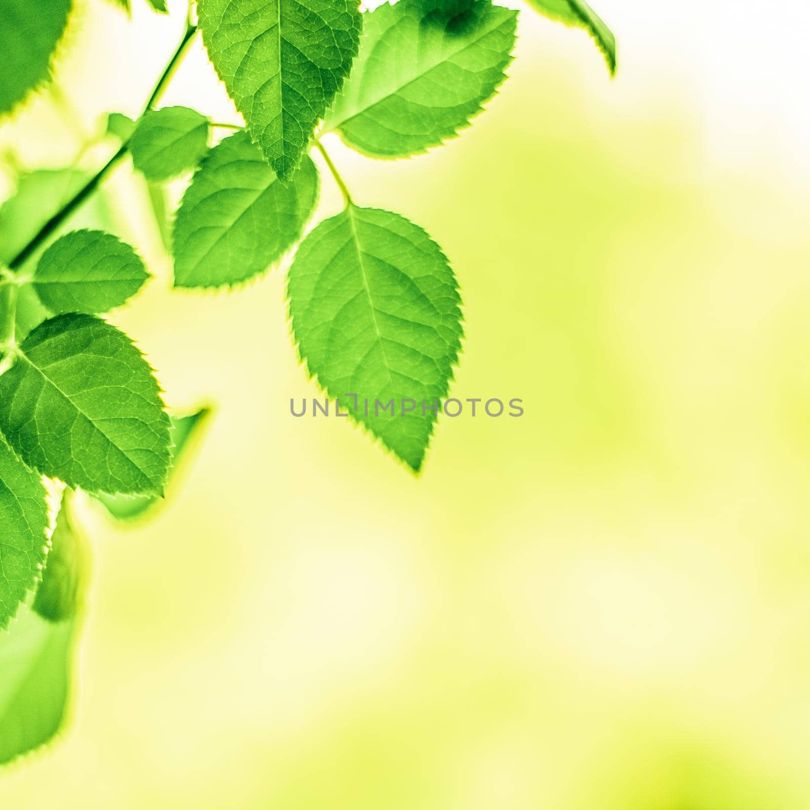 green leaves - nature backgrounds and springtime concept by Anneleven