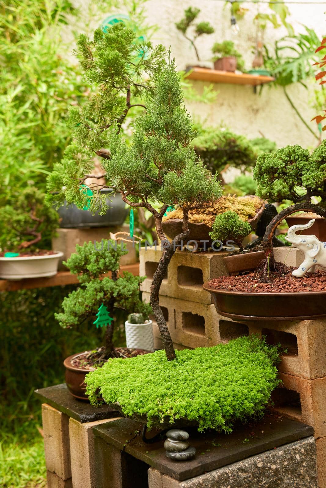 bonsai nursery with variety of species. bonsais, plants and trees.